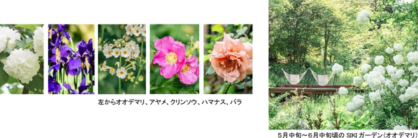 ROKKO森の音ミュージアムフェア「ハーモニー・オブ・ガーデン」六甲山のナチュラルガーデンのフラワーシーズン到来2026年3月14日（土）～8月21日（金）