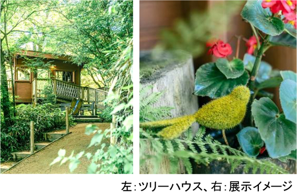 ROKKO森の音ミュージアムフェア「ハーモニー・オブ・ガーデン」六甲山のナチュラルガーデンのフラワーシーズン到来2026年3月14日（土）～8月21日（金）