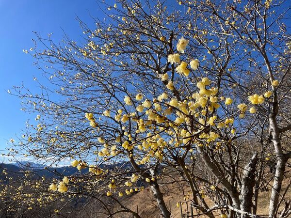関東屈指のロウバイの名所「長瀞宝登山臘梅園(ながとろほどさんろうばいえん)」まもなく見頃！新スポット＆グルメで心ゆくまで花さんぽ