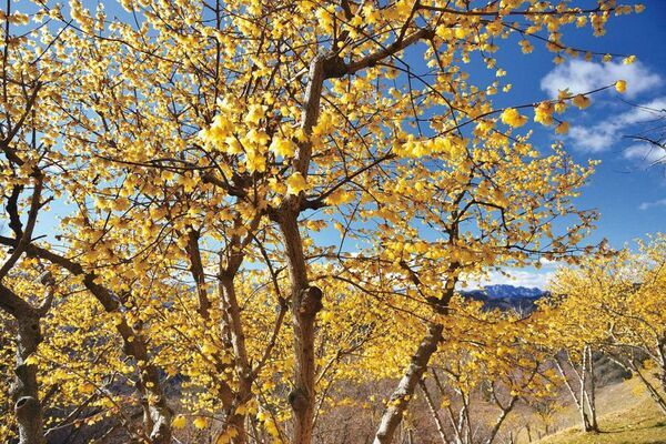 関東屈指のロウバイの名所「長瀞宝登山臘梅園(ながとろほどさんろうばいえん)」まもなく見頃！新スポット＆グルメで心ゆくまで花さんぽ
