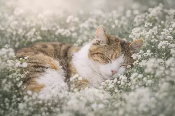 ペットロスの理解されにくい悲しみに寄り添うオンラインの音楽プログラムが2026年4月開始