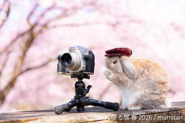 祝10周年「うさぎしんぼる展」が過去最大規模で名古屋開催決定！2月28日(土)～ 新作＆限定グッズの展開や3月3日“うさぎの日”限定イベントなど見どころ満載