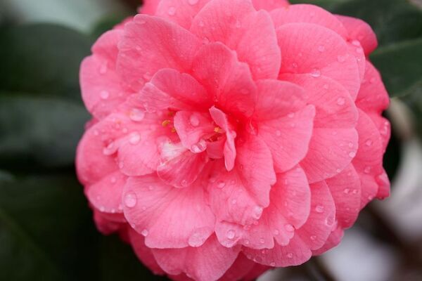 早春の草花展を中心とした、植物園の一足早い春を楽しむ『The First Bloom ―春を先どる1万の花―』を開催　2月6日(金)～3月8日(日)