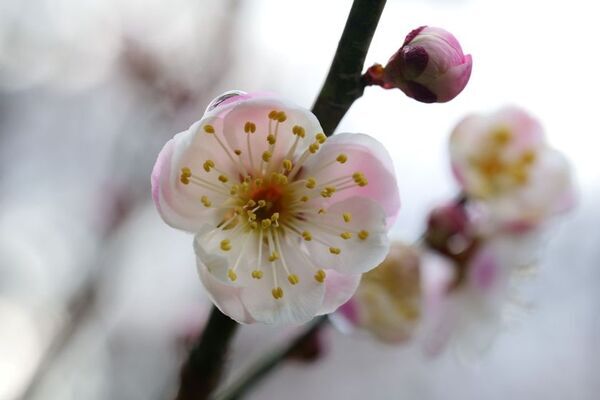 早春の草花展を中心とした、植物園の一足早い春を楽しむ『The First Bloom ―春を先どる1万の花―』を開催　2月6日(金)～3月8日(日)