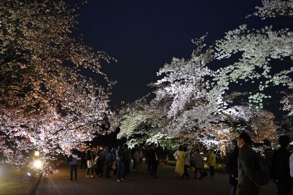 早春の草花展を中心とした、植物園の一足早い春を楽しむ『The First Bloom ―春を先どる1万の花―』を開催　2月6日(金)～3月8日(日)