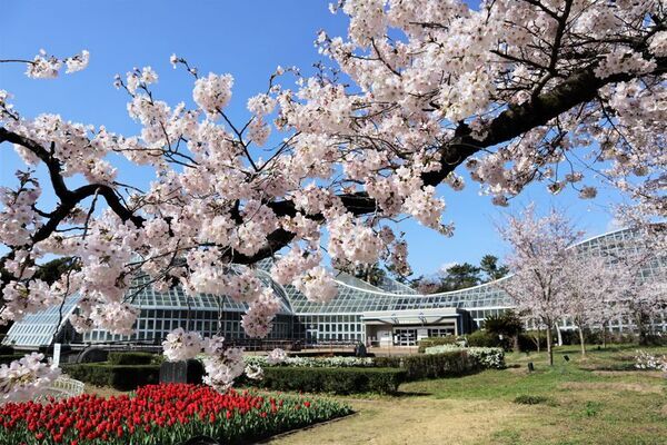 早春の草花展を中心とした、植物園の一足早い春を楽しむ『The First Bloom ―春を先どる1万の花―』を開催　2月6日(金)～3月8日(日)