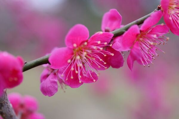 早春の草花展を中心とした、植物園の一足早い春を楽しむ『The First Bloom ―春を先どる1万の花―』を開催　2月6日(金)～3月8日(日)