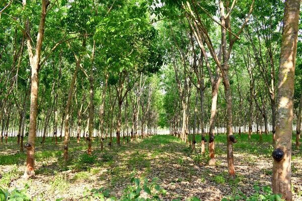 ウェルネスは、体験からインフラへ　ヨガワークスが新たに提案する「サダナ・ウェルネス」リニューアル発売