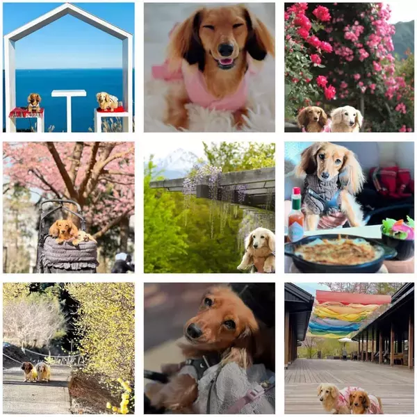 ペットツーリズム特化マーケティング企業・株式会社犬旅、「長野を代表する企業100選」に選出