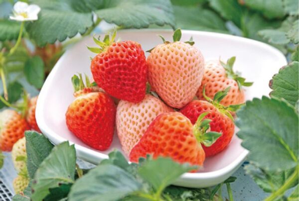 ホテル東京ガーデンパレス　第7回春の装飾　大つるし飾り展　～約3000個の雛の飾り物～「雪国越後三大つるし雛・山形県湊町酒田の傘福®・宮城県大崎市のつるし飾り展」つるし雛装飾と新潟物産展開催のお知らせ