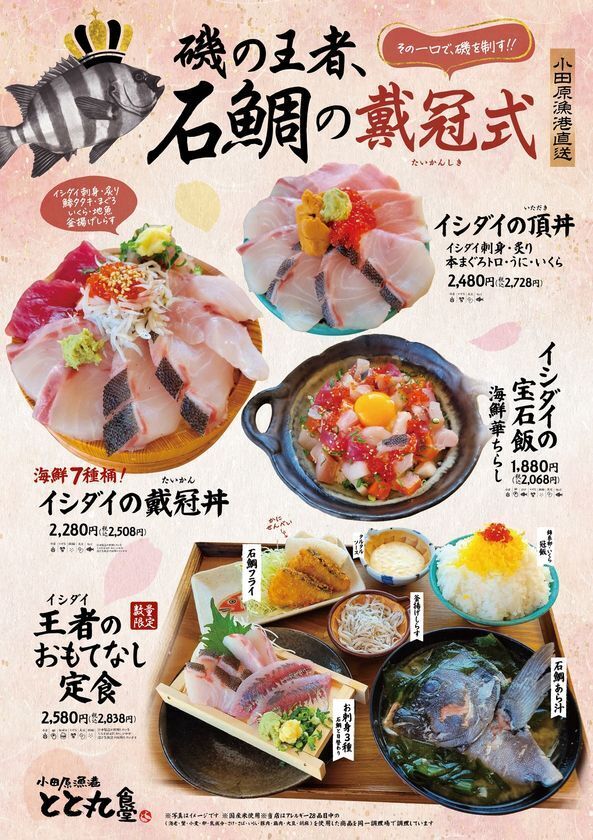【漁港の駅TOTOCO小田原・とと丸食堂にて】磯の王者、旬の石鯛を味わい尽くす期間限定フェア「石鯛の戴冠式(たいかんしき)」を2/4より開催