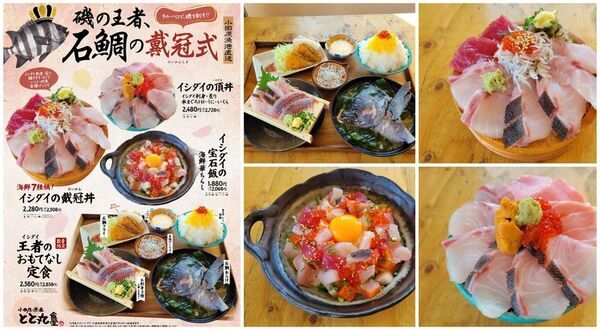 【漁港の駅TOTOCO小田原・とと丸食堂にて】磯の王者、旬の石鯛を味わい尽くす期間限定フェア「石鯛の戴冠式(たいかんしき)」を2/4より開催