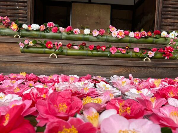 通常非公開の尼門跡寺院　京都・霊鑑寺　～3月20日より、椿が咲き誇る庭園や書院を特別公開～