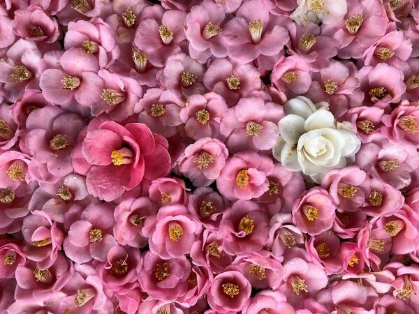 通常非公開の尼門跡寺院　京都・霊鑑寺　～3月20日より、椿が咲き誇る庭園や書院を特別公開～