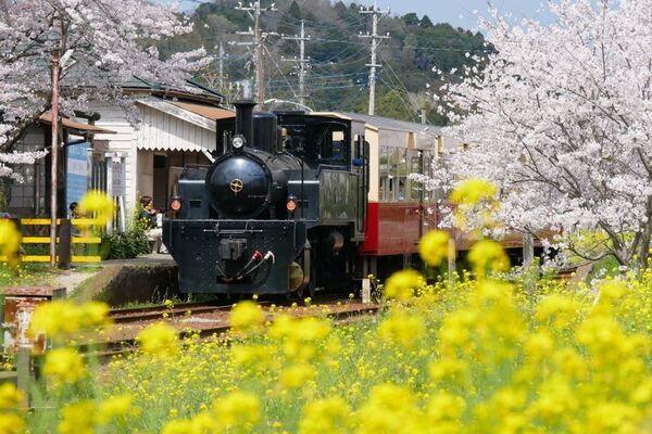 ベストシーズン到来！菜の花満開の千葉・小湊鐵道沿線を遊び尽くそう