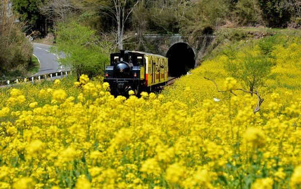 ベストシーズン到来！菜の花満開の千葉・小湊鐵道沿線を遊び尽くそう