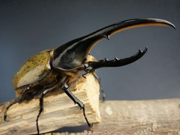 【群馬・みなかみ町】山沿いの「小さなきのこ園」が、生成AIを活用し9,600ページ超の巨大サイトを完全内製でリニューアル。～5,000件の飼育データと1,800通のファンレター。20年分の「集合知」と「絆」を次世代につなぐDX事例～