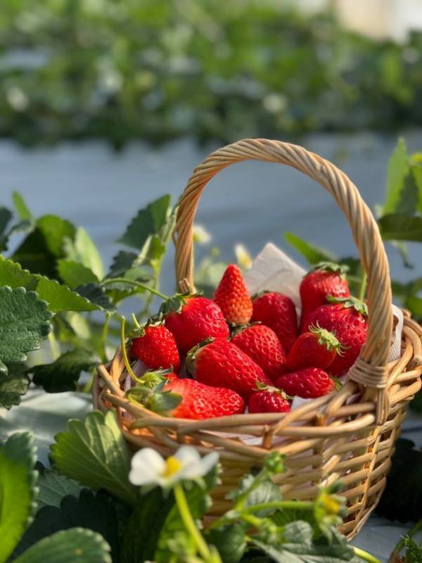 【2月7日オープン】完熟イチゴの摘み取り体験ができる「BerryBeanFARM」オープンのお知らせ