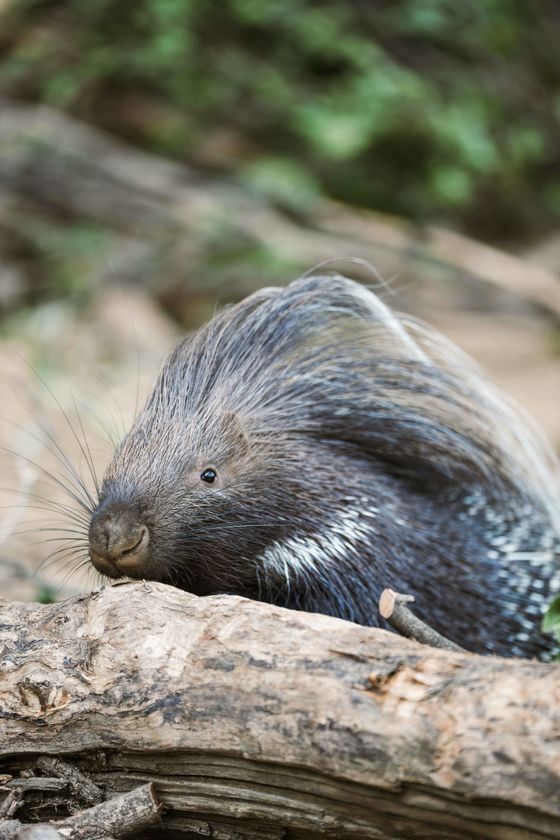 動物園水族館探究メディアwizoo、大牟田市動物園　株式会社ニフコと共創プロジェクト実施～生産端材をアップサイクルした断熱材を「ヤマアラシの小屋」に活用～