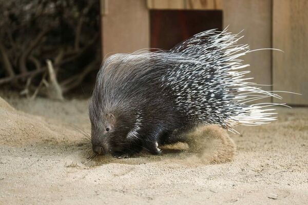 動物園水族館探究メディアwizoo、大牟田市動物園　株式会社ニフコと共創プロジェクト実施～生産端材をアップサイクルした断熱材を「ヤマアラシの小屋」に活用～