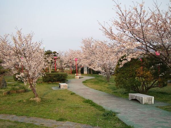 歴史・自然・絶景を楽しむ、和歌山市の春　桜名所5選を一挙紹介！和歌山城では桜の時期にあわせて“桜バージョン”のライトアップを実施！