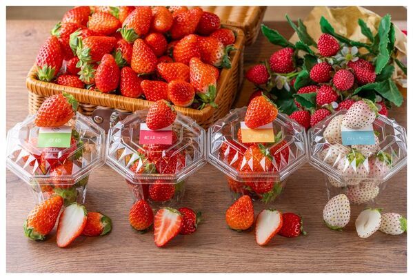 ＜いちご専門店の道の駅 いちごBonBonBERRY＞15組限定！15円でいちご盛り放題を開催！さらに150％いちご増量パフェや大粒いちごの限定メニューも！旬の静岡いちごが盛りだくさんの「いちごの収穫祭2026」を2月20日(金)から5日間開催！