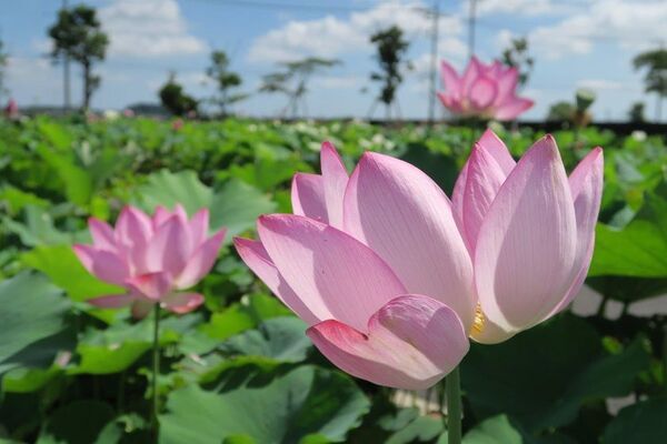 映像と共に巡る「小江戸・佐原」歴史と文化、自然が織りなす 四季折々の見どころをご紹介