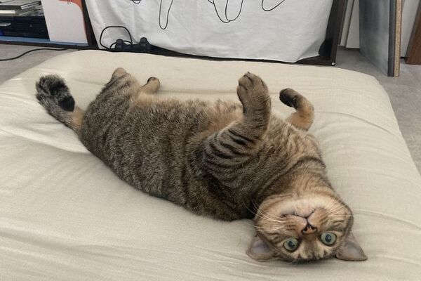 ジュエリー購入で参加する猫の日チャリティー　「オレフィーチェ」が当日売上の5％を動物福祉団体へ寄付