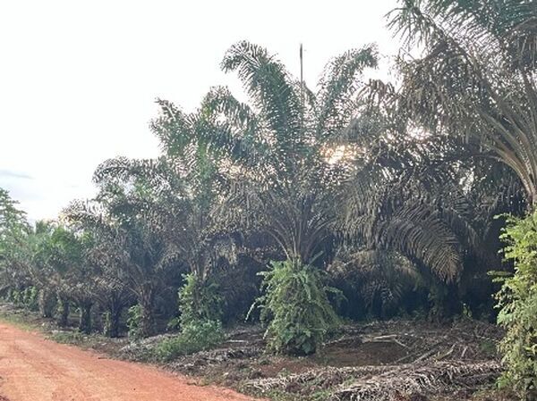 アイシン高丘、インドネシア国営研究開発センター「テックミラ」との共同研究契約を締結