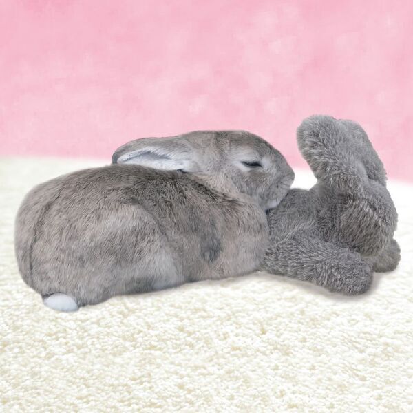 ドギーマンハヤシの小動物ブランド「ミニアニマン」から　うさちゃん専用枕『うさぴた枕』が2月20日に発売！