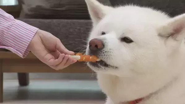 ペットフードはドギーマン♪からわんちゃん用のおやつ「肉巻きキッチン」シリーズが2月20日に発売！
