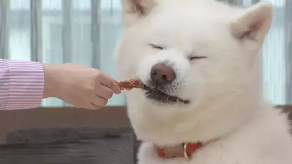 ペットフードはドギーマン♪からわんちゃん用のおやつ「肉巻きキッチン」シリーズが2月20日に発売！