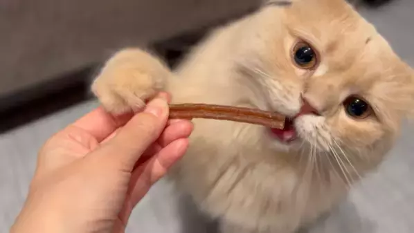 猫ちゃんの食後ケアに一本！キャティーマンの“ふれあい歯磨き”『猫ちゃんホワイデント ハードFit』新発売