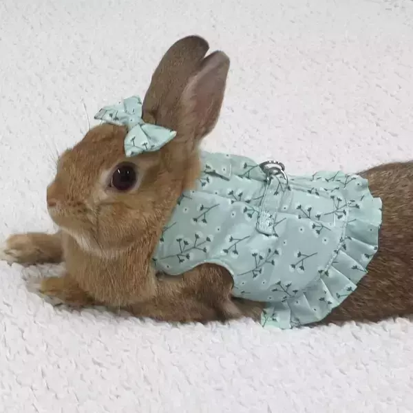 ドギーマンハヤシの小動物ブランド「ミニアニマン」から『うさちゃんのおめかしハーネス』が2月20日に発売！