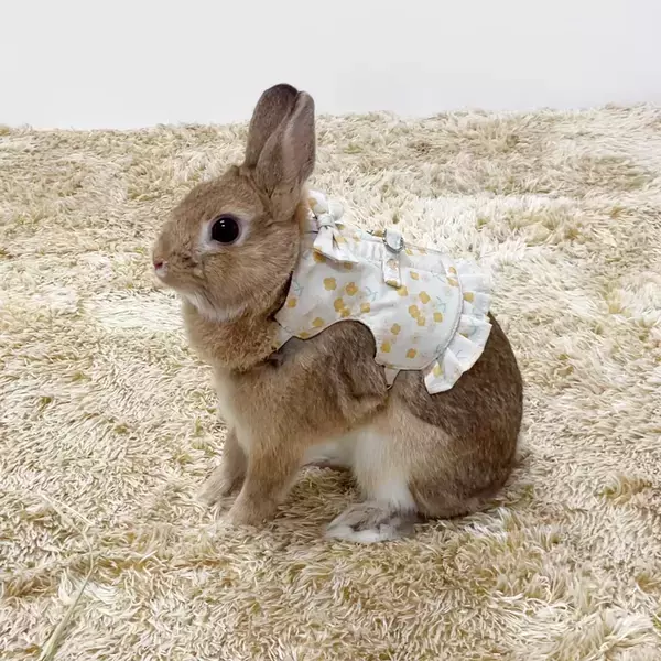 ドギーマンハヤシの小動物ブランド「ミニアニマン」から『うさちゃんのおめかしハーネス』が2月20日に発売！