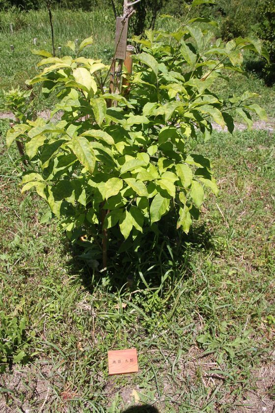 自然を創出し生態系を育てる『森の墓苑』開苑10周年 最後の追加区画を販売中