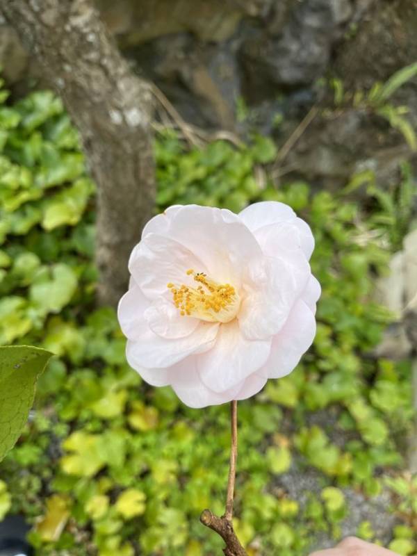 「つばき観賞会」静岡・伊東市　小室山公園つばき園にて3/15(日)まで開催中！約110種の椿の一輪差しや雛飾りの展示を実施