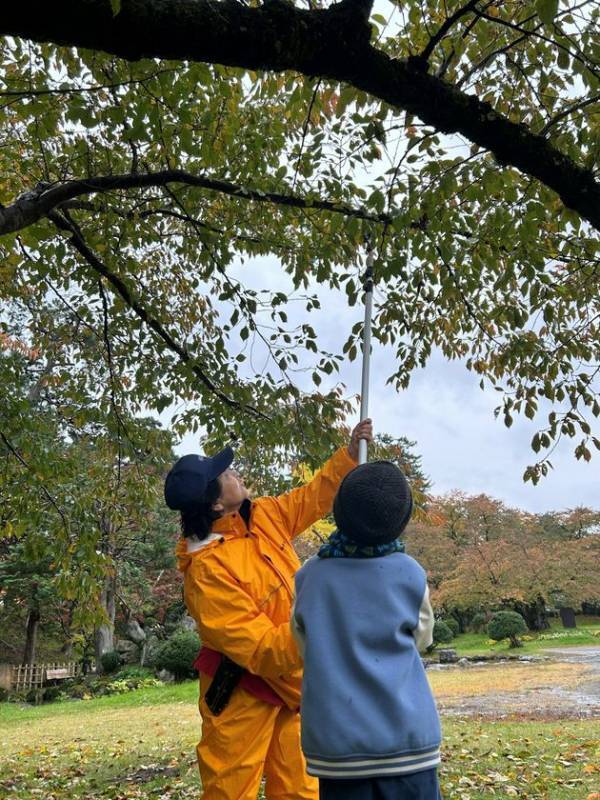 弘前市、ふるさと納税で「弘前公園さくらオーナー」を募集