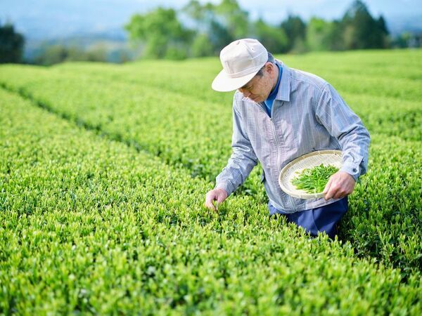 【株式会社ゆうか】ブランドリニューアル2026年本格稼働　お茶のスキンケア「茶澄(ちゃすみ)/ chasumi」洗顔こそ美肌の原点・自然の恵みで輝く美肌へ！