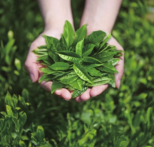 【株式会社ゆうか】ブランドリニューアル2026年本格稼働　お茶のスキンケア「茶澄(ちゃすみ)/ chasumi」洗顔こそ美肌の原点・自然の恵みで輝く美肌へ！