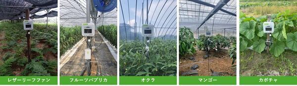 鹿児島県南種子町でのIoT農業支援を展開　農業AI/IoTソリューション「e-kakashi」導入で収穫量倍増の成果も