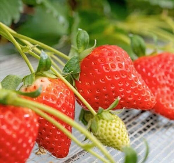 ＜千葉県南房総市＞道の駅ローズマリー公園 はなまる市場　旬をめいっぱいたのしもう！！「はなまるいちごまつり」2026年3月6日(金)～2026年3月8日(日)の3日間開催！