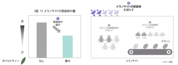メラニン生成の初期段階に着目し、シミをつくらせない美白効果を実現
