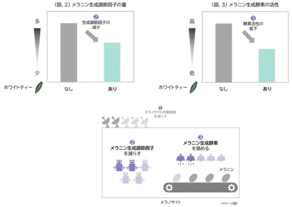 メラニン生成の初期段階に着目し、シミをつくらせない美白効果を実現