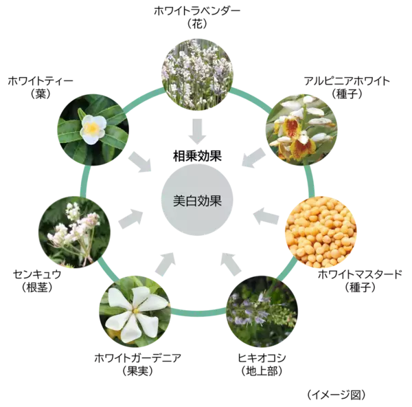 メラニン生成の初期段階に着目し、シミをつくらせない美白効果を実現