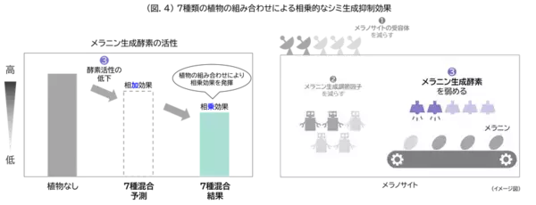 メラニン生成の初期段階に着目し、シミをつくらせない美白効果を実現