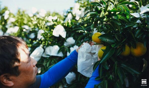 2026年収穫の日向夏×非加熱製法で仕上げた特別な日向夏ドレッシング「なつぜん」をMakuakeで3月20日(金)から先行販売開始