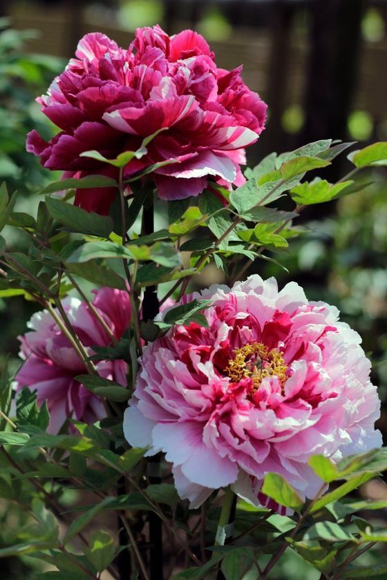 【東京・町田市】「町田さくらまつり」をはじめ、春のうららかな季節を満喫できるイベントを開催！