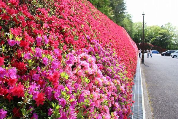 愛知県豊田市でお花見スポットを巡ろう！春風に誘われて。お花スタンプラリー開催中
