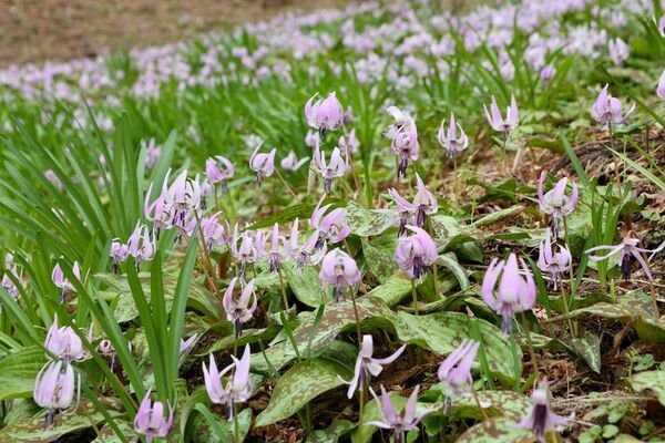 愛知県豊田市でお花見スポットを巡ろう！春風に誘われて。お花スタンプラリー開催中